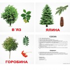 Карточки Домана «Дерева»  українською мовою