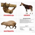 Карточки Домана «Екзотичні тварини»  українською мовою
