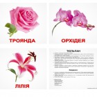 Карточки Домана «Квіти»  українською мовою