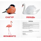 Карточки Домана «Птахи»  українською мовою, ламіновані